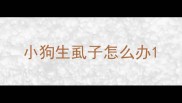 小狗生虱子怎么办