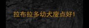 拉布拉多幼犬廋点好