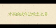 才买的成年边牧怎么养