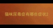 猫咪尿毒症有哪些症状