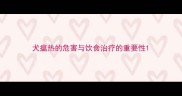 犬瘟热的危害与饮食治疗的重要性