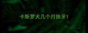 卡斯罗犬几个月换牙