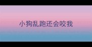 小狗乱跑还会咬我