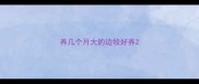 养几个月大的边牧好养