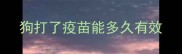 狗打了疫苗能多久有效