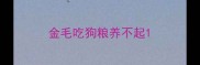 金毛吃狗粮养不起