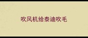 吹风机给泰迪吹毛