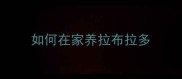 如何在家养拉布拉多