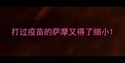 打过疫苗的萨摩又得了细小