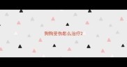 狗狗受伤怎么治疗