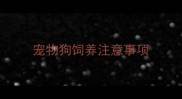 宠物狗饲养注意事项
