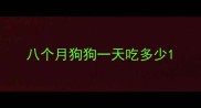 八个月狗狗一天吃多少