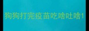 狗狗打完疫苗吃啥吐啥
