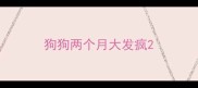 狗狗两个月大发疯