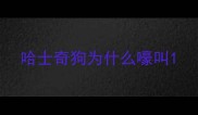 哈士奇狗为什么嚎叫