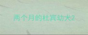 两个月的杜宾幼犬