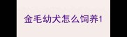 金毛幼犬怎么饲养
