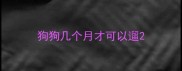狗狗几个月才可以遛