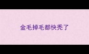 金毛掉毛都快秃了