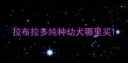 拉布拉多纯种幼犬哪里买