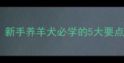 牧羊犬疫苗全攻略新手养羊犬必学的5大要点附超详细时间表