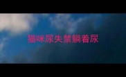 猫咪尿失禁躺着尿