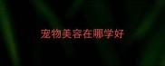 宠物美容在哪学好