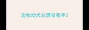 边牧幼犬总想咬我手