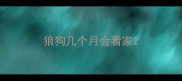 狼狗几个月会看家