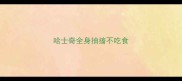 哈士奇全身抽搐不吃食