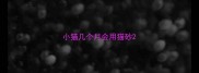 小猫几个月会用猫砂