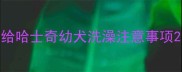 给哈士奇幼犬洗澡注意事项