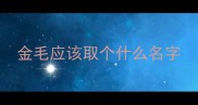 金毛应该取个什么名字