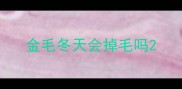 金毛冬天会掉毛吗