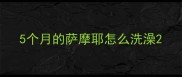 5个月的萨摩耶怎么洗澡