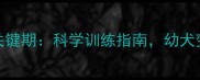 拉布拉多犬3-6个月关键期科学训练指南幼犬变乖宝宝的黄金法则
