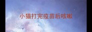小猫打完疫苗后咳嗽