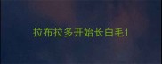 拉布拉多开始长白毛
