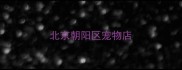 北京朝阳区宠物店