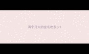 两个月大的金毛吃多少