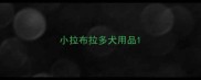 小拉布拉多犬用品