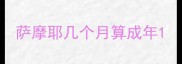 萨摩耶几个月算成年