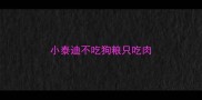 小泰迪不吃狗粮只吃肉