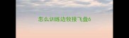 怎么训练边牧接飞盘6