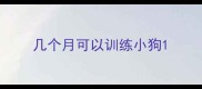 几个月可以训练小狗