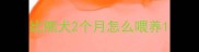 比熊犬2个月怎么喂养