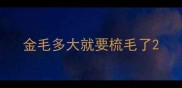 金毛多大就要梳毛了