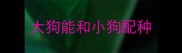 大狗能和小狗配种