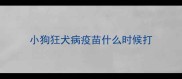 小狗狂犬病疫苗什么时候打