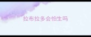 拉布拉多会怕生吗